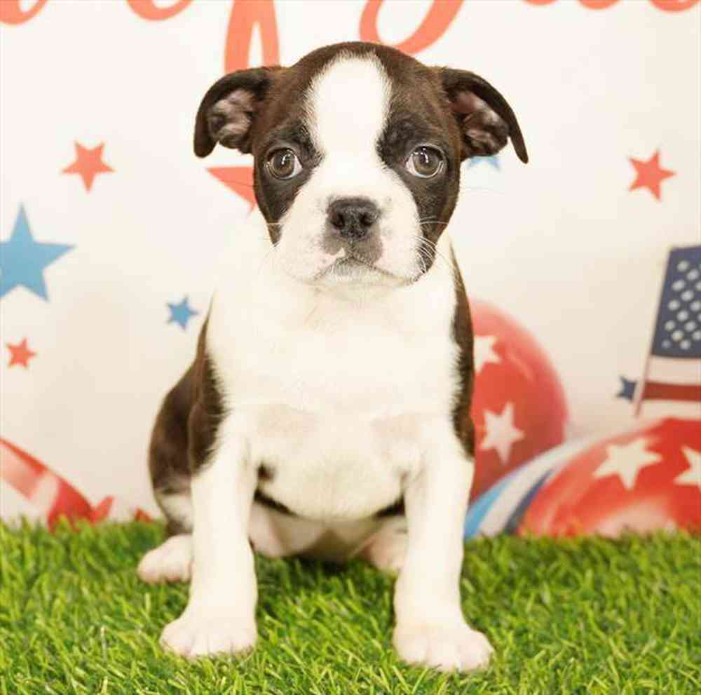 pet breed image