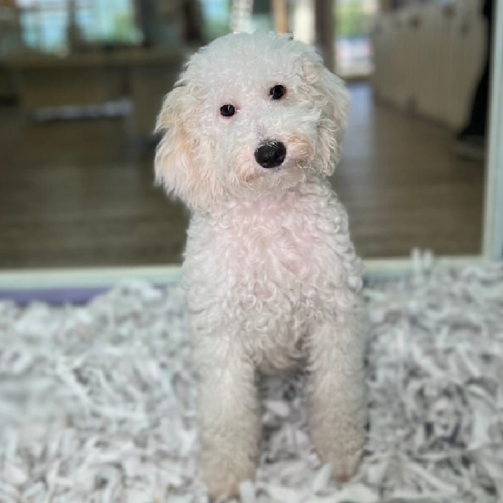 carousel pet images