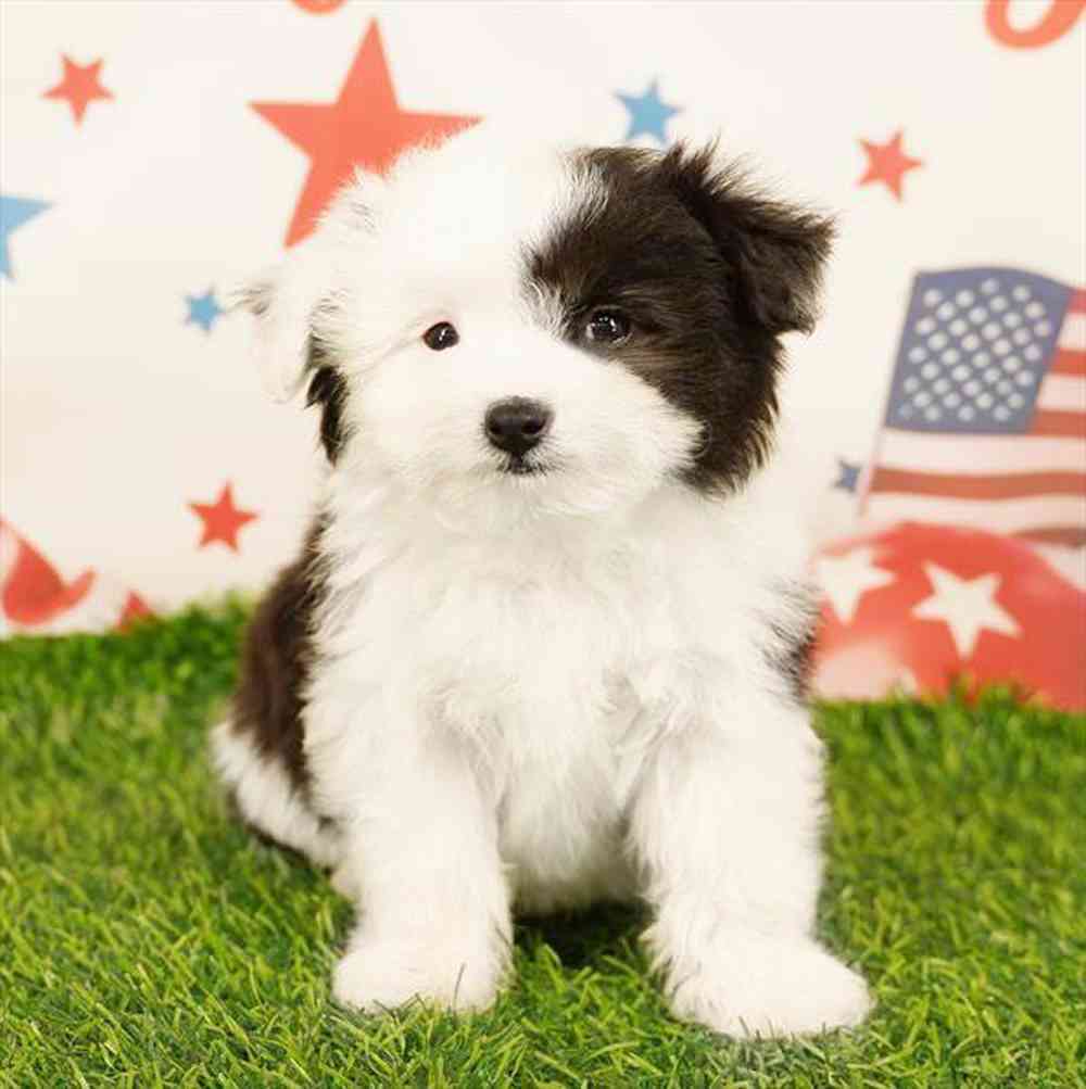 Image of a pet breed in the gallery