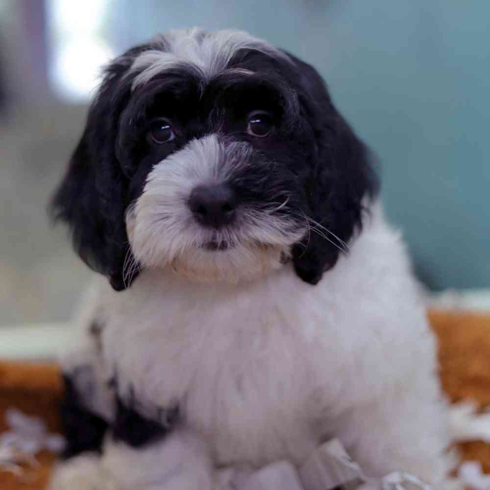 carousel pet images