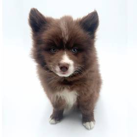 Pomsky