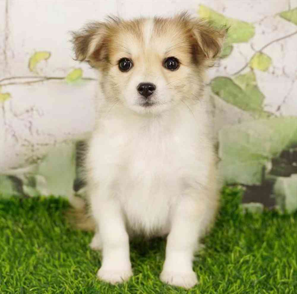 Image of a pet breed in the gallery