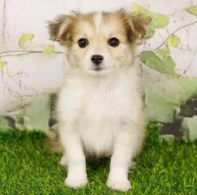 PomChi