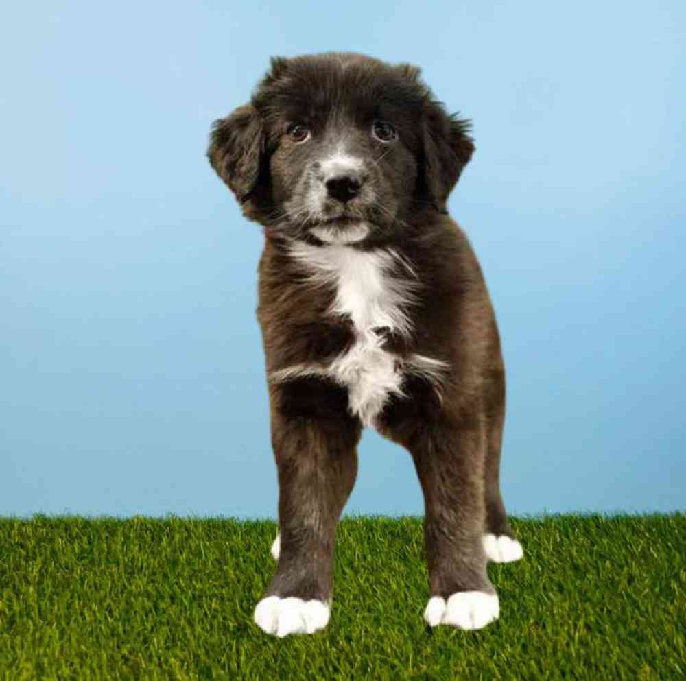 carousel pet images