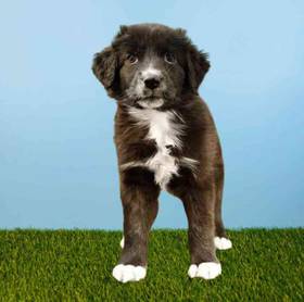Australian Shepherd