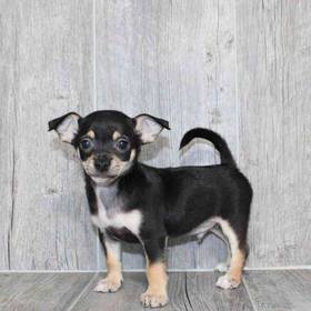 Chihuahua