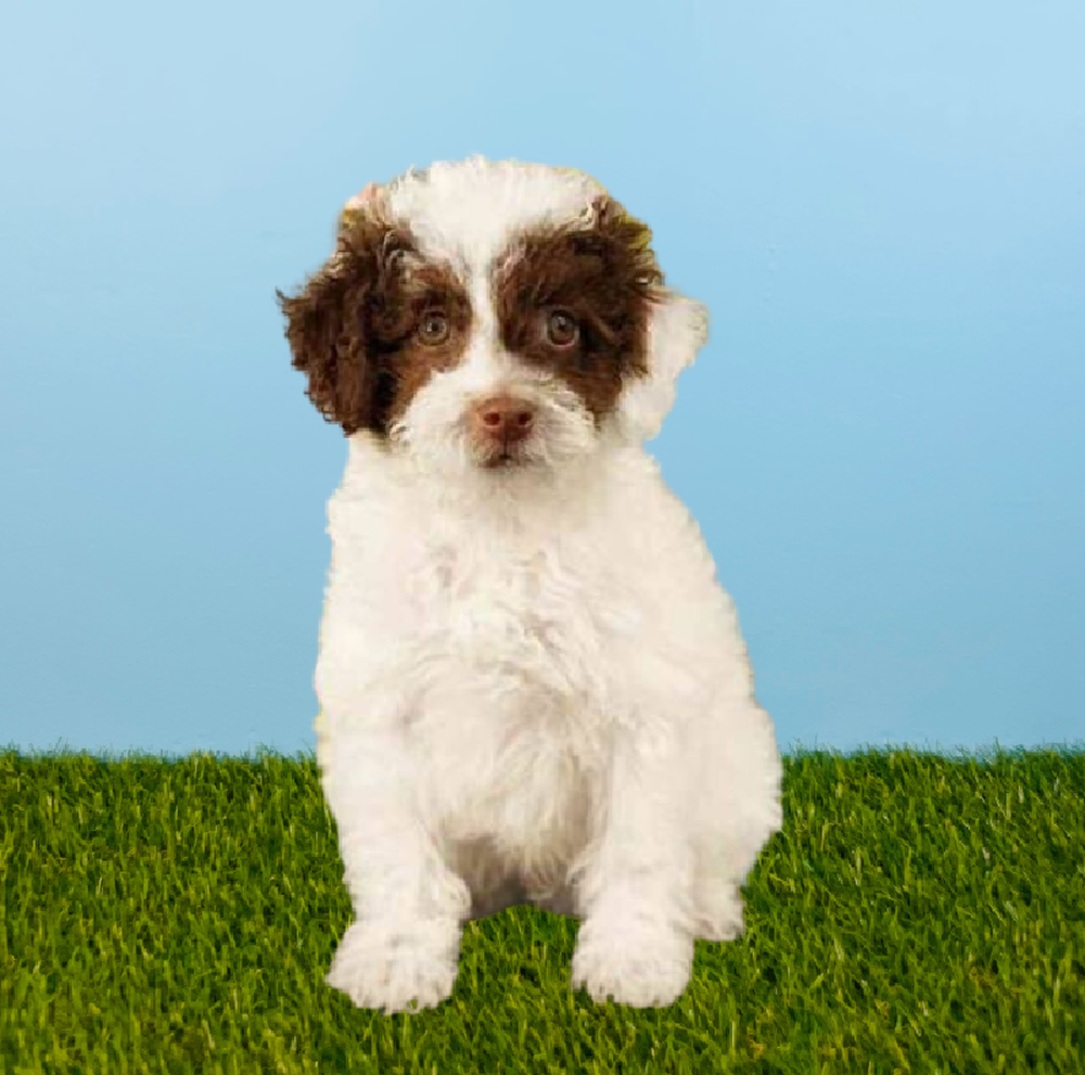 Male Poodle Puppy for Sale in Pasadena, TX