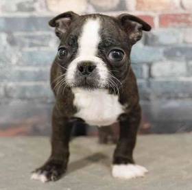 Boston Terrier