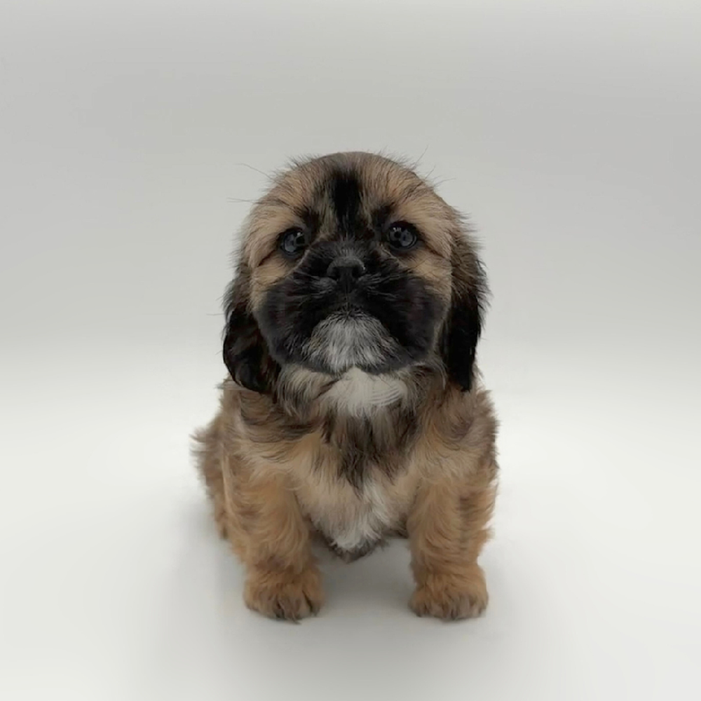 Image of a pet breed in the gallery