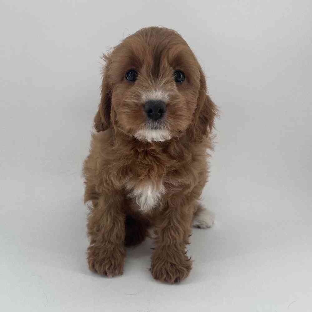 Image of a pet breed in the gallery