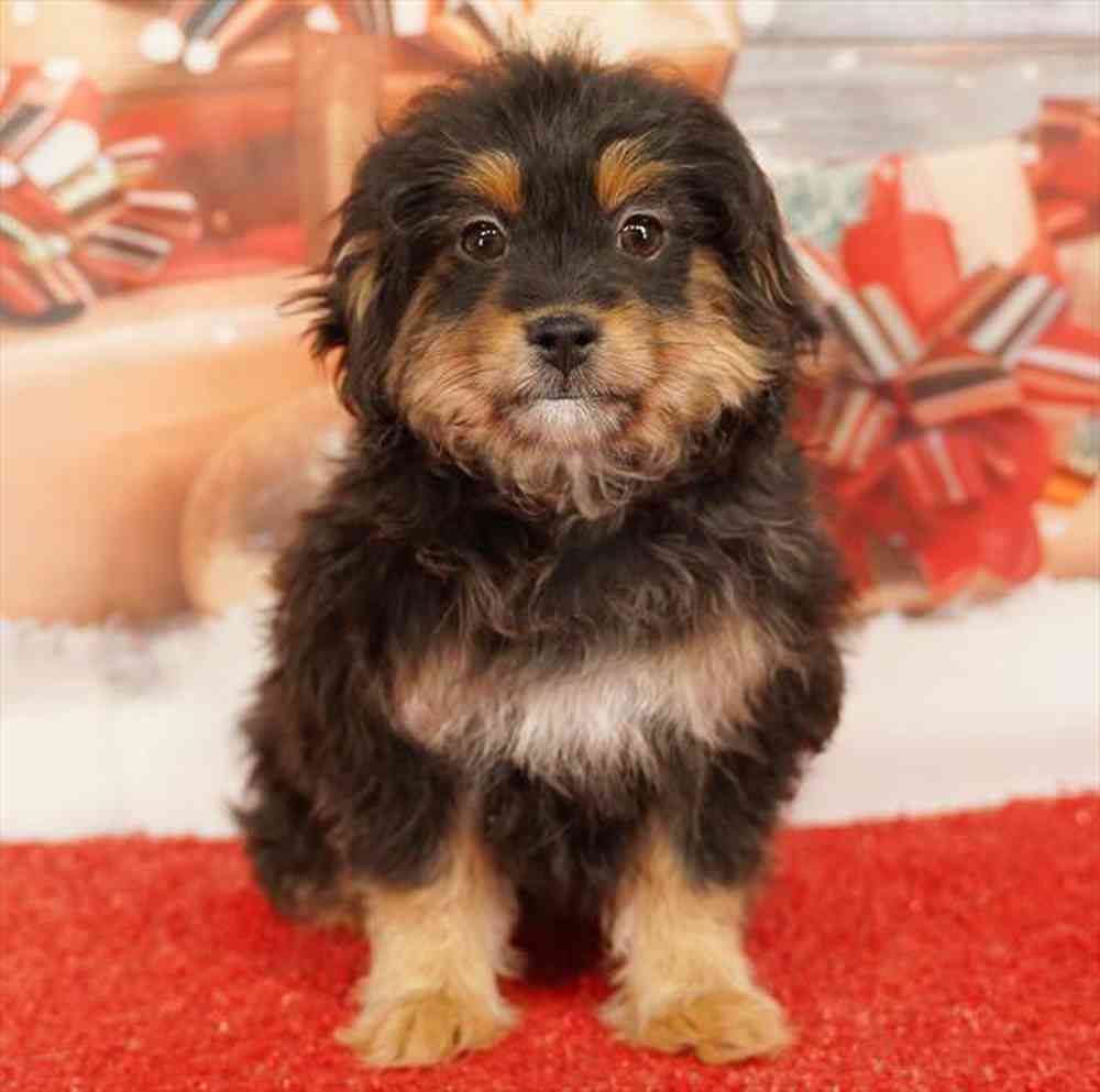 Image of a pet breed in the gallery