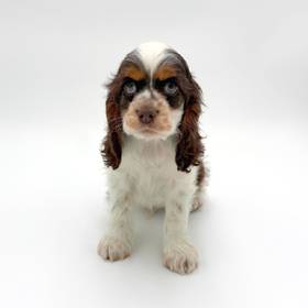 Cocker Spaniel