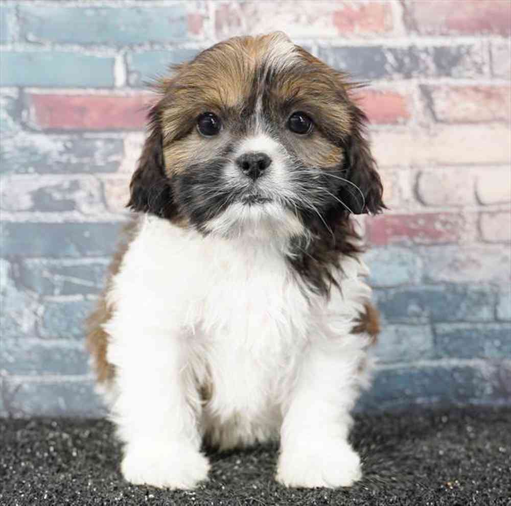 Image of a pet breed in the gallery