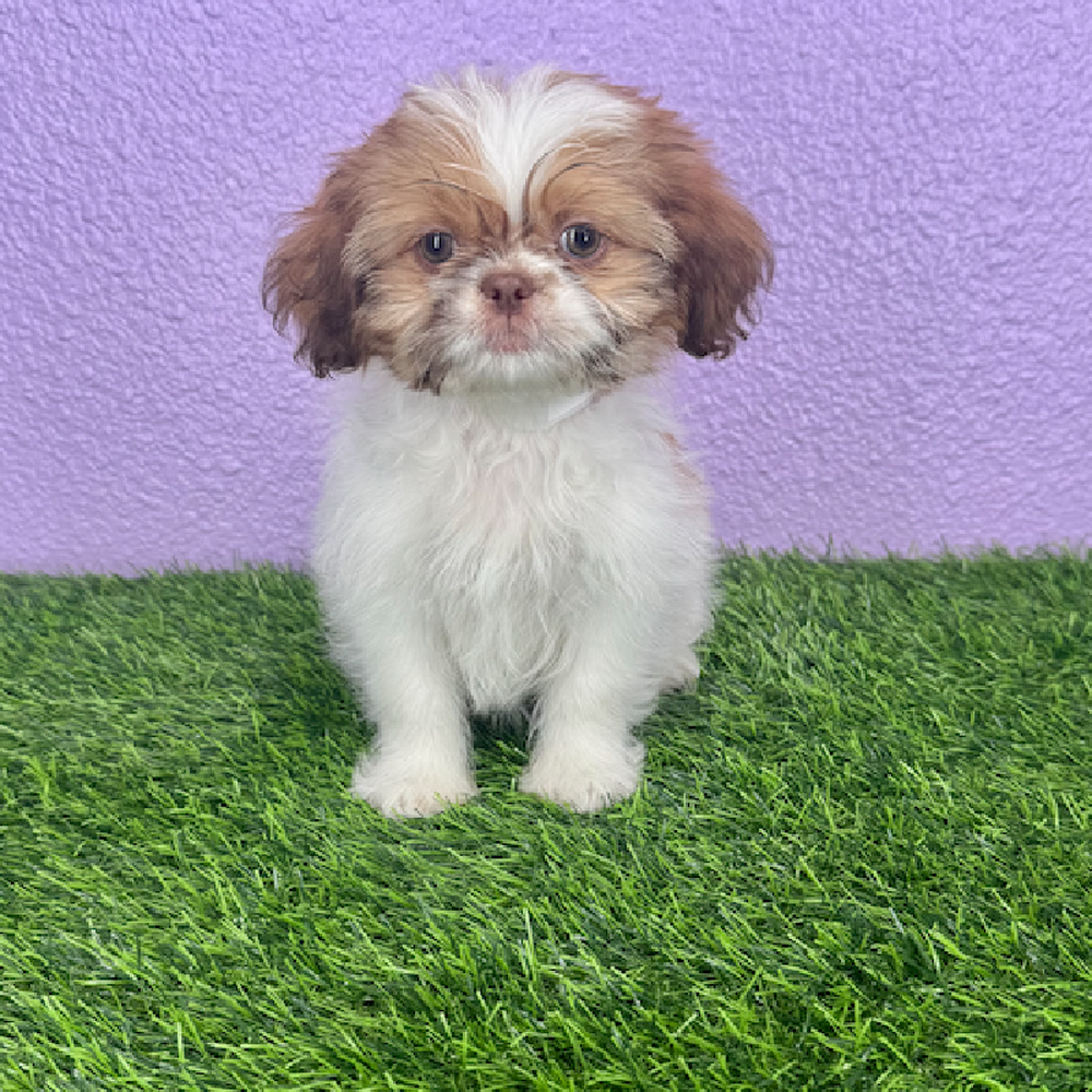 Image of a pet breed in the gallery