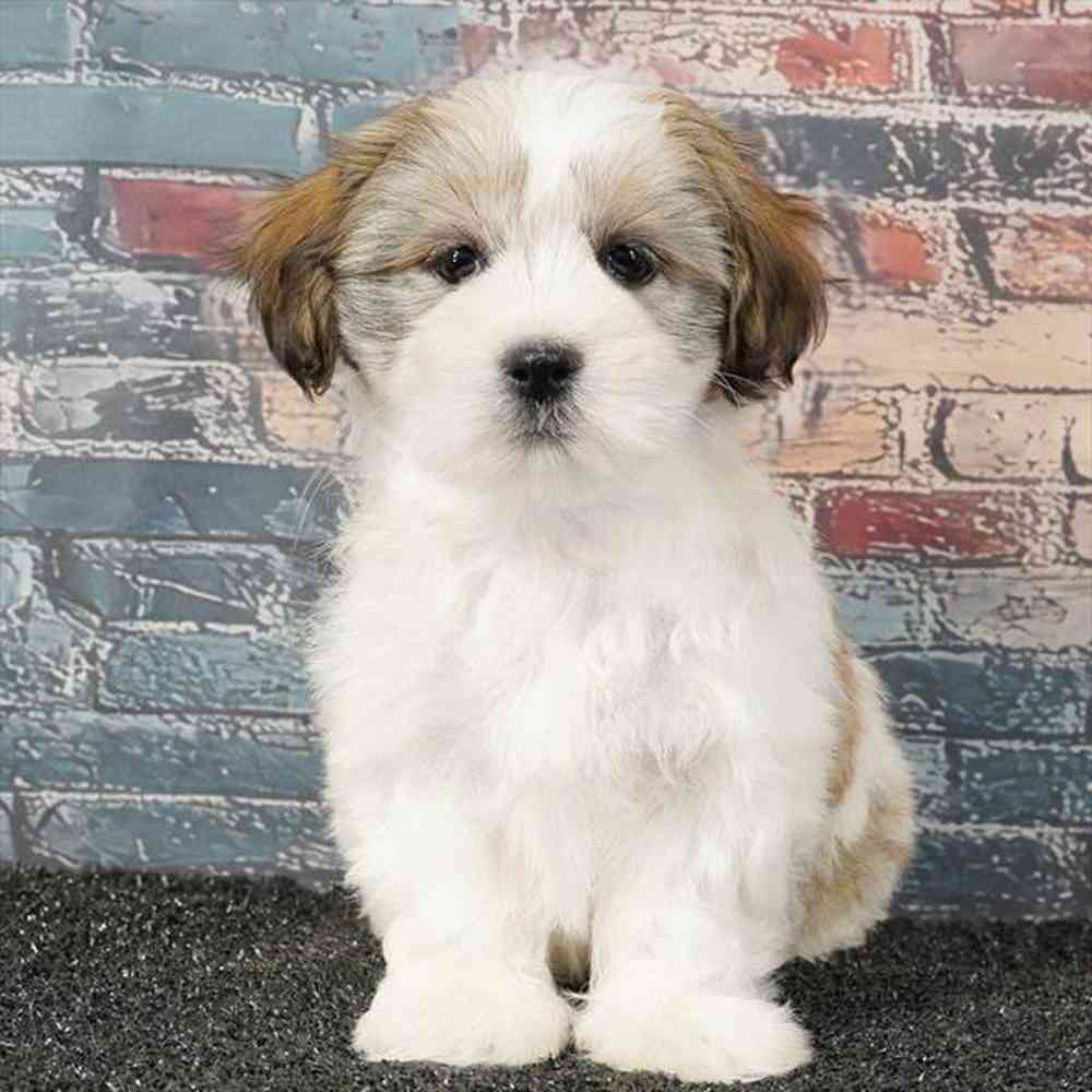 pet breed image