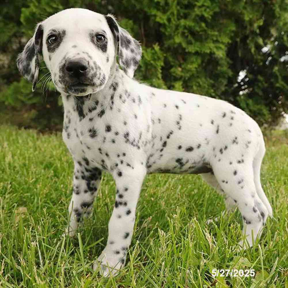 Image of a pet breed in the gallery
