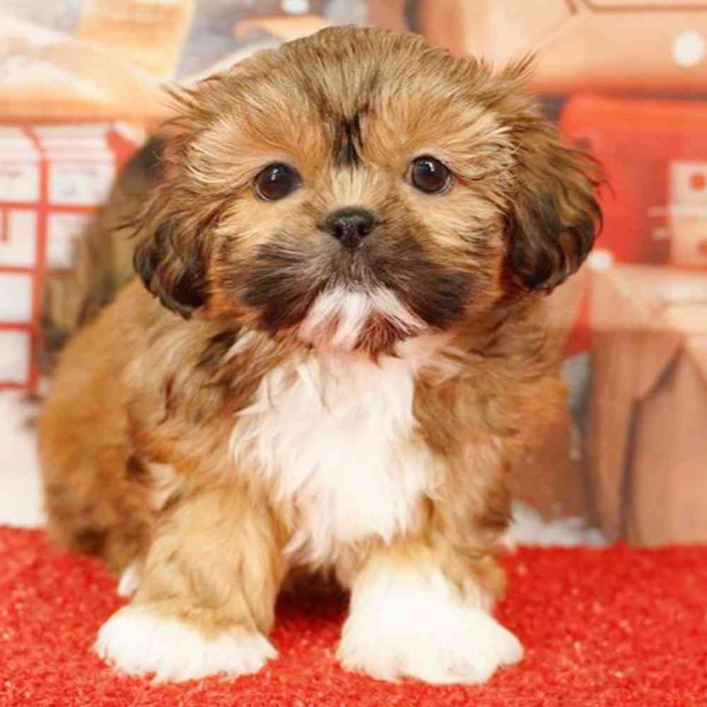 Image of a pet breed in the gallery