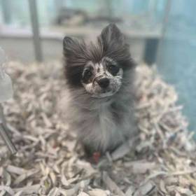 Pomeranian