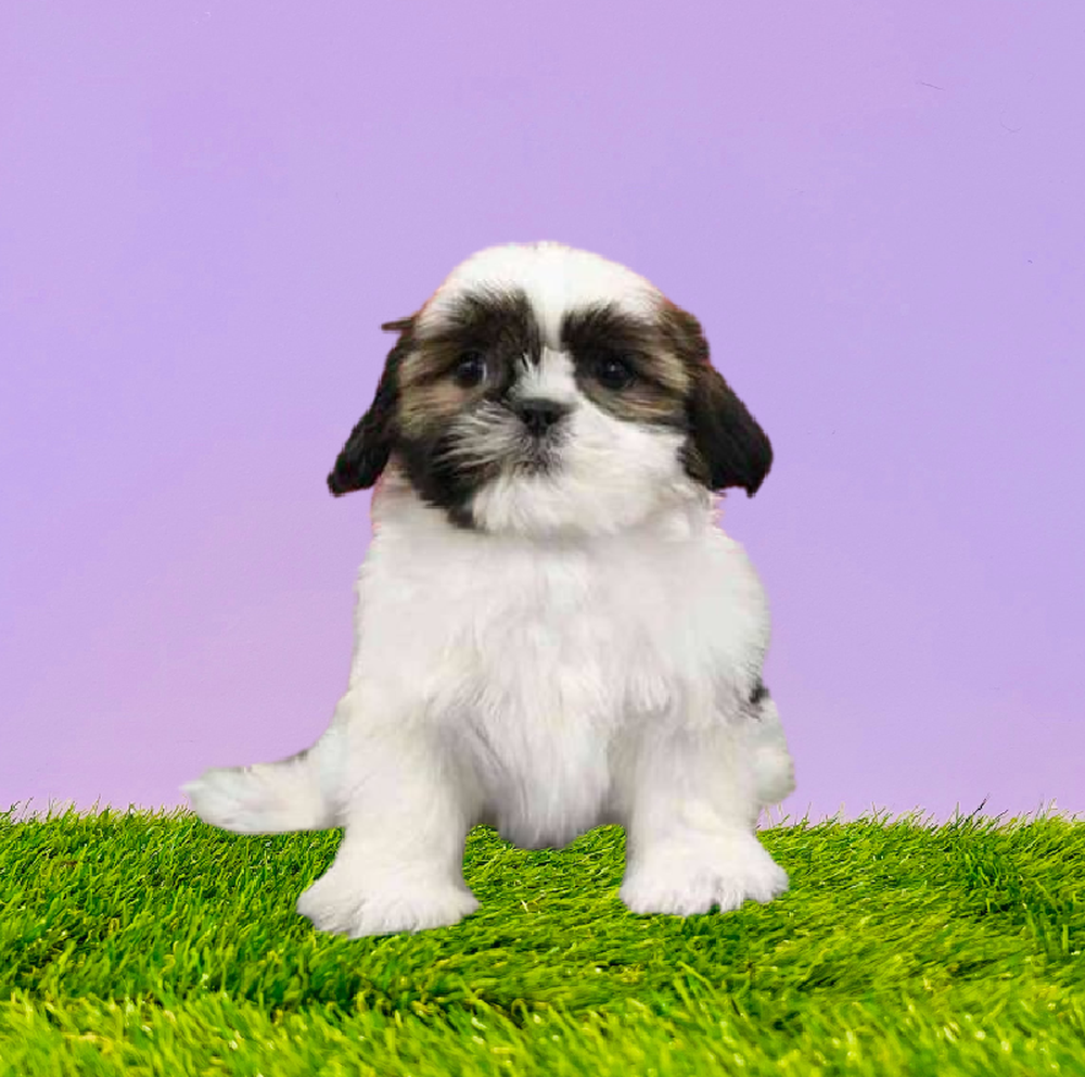 carousel pet images