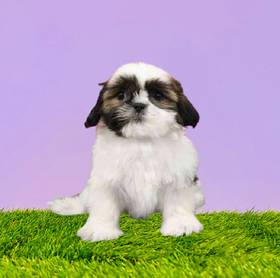 Shih Tzu