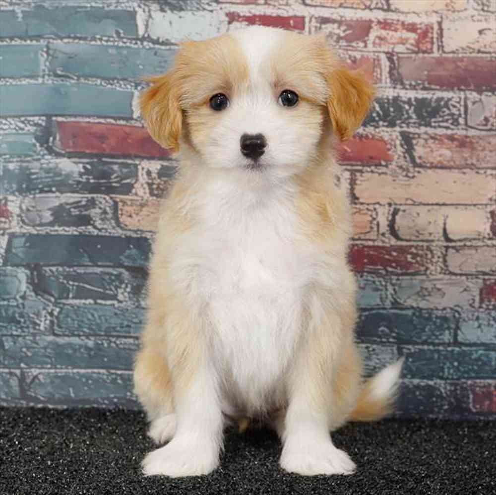 Image of a pet breed in the gallery