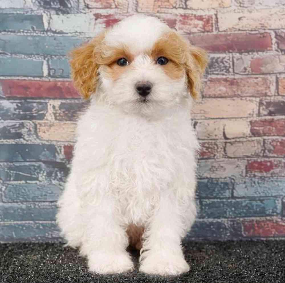 pet breed image