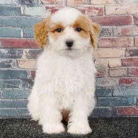 Poodle