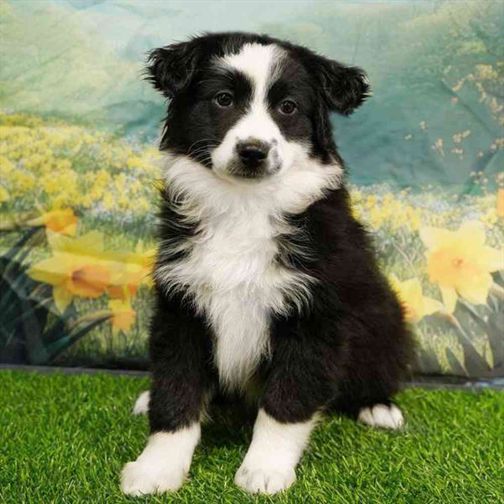 pet breed image