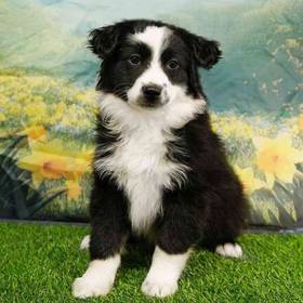 Mini Australian Shepherd
