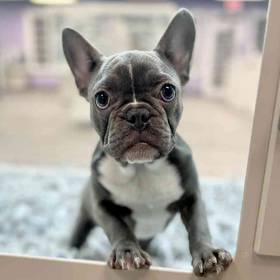 French Bulldog