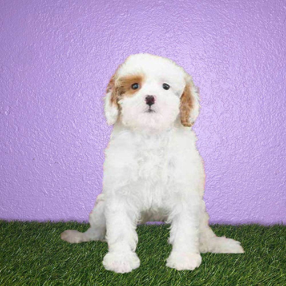 carousel pet images