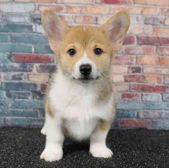 Pembroke Welsh Corgi