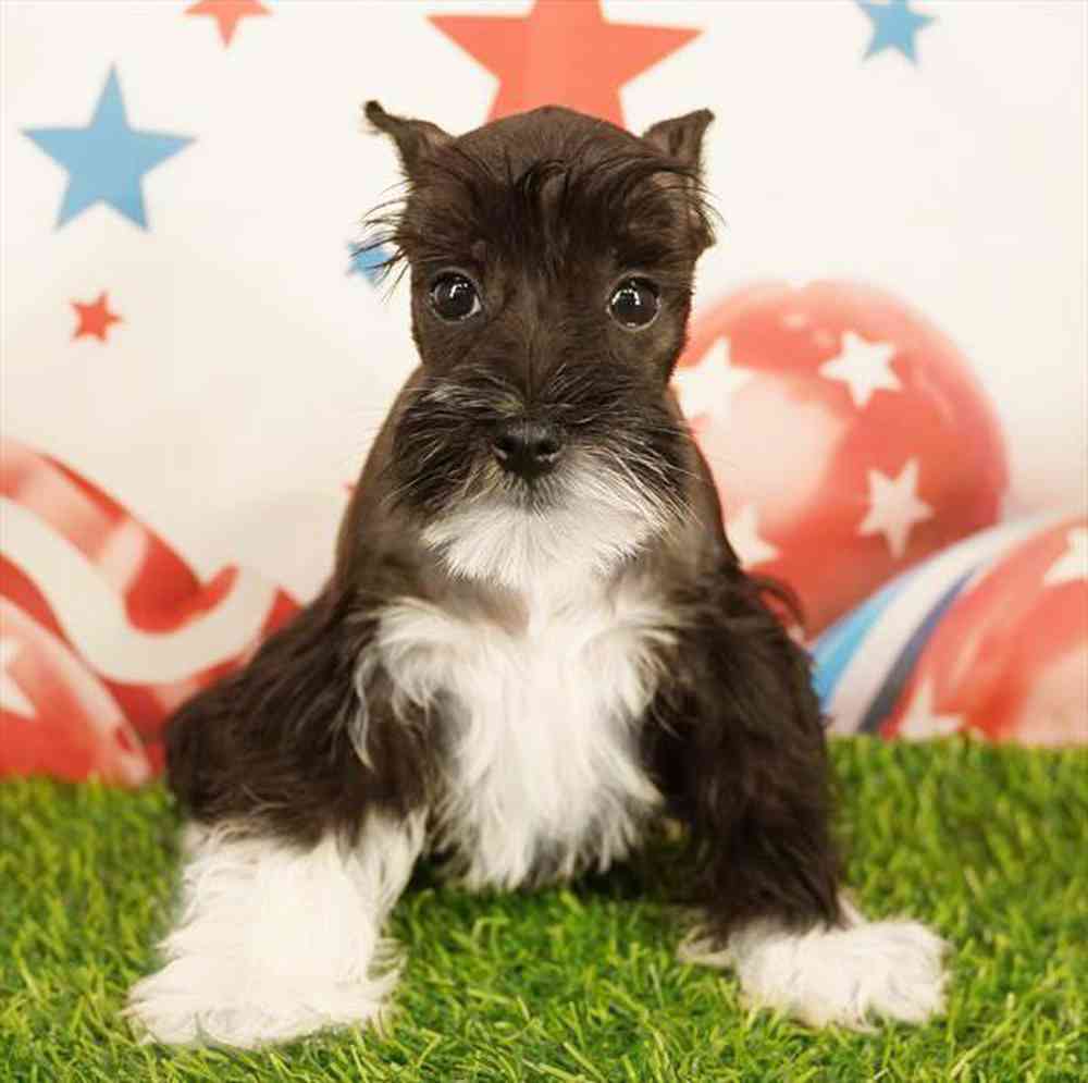 Image of a pet breed in the gallery
