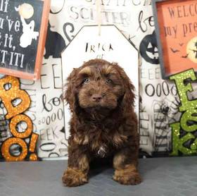 Cockapoo
