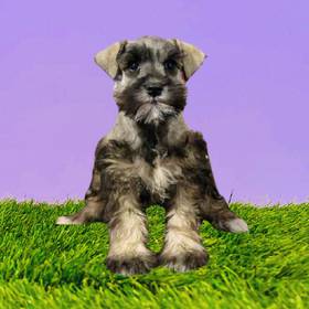 Mini Schnauzer