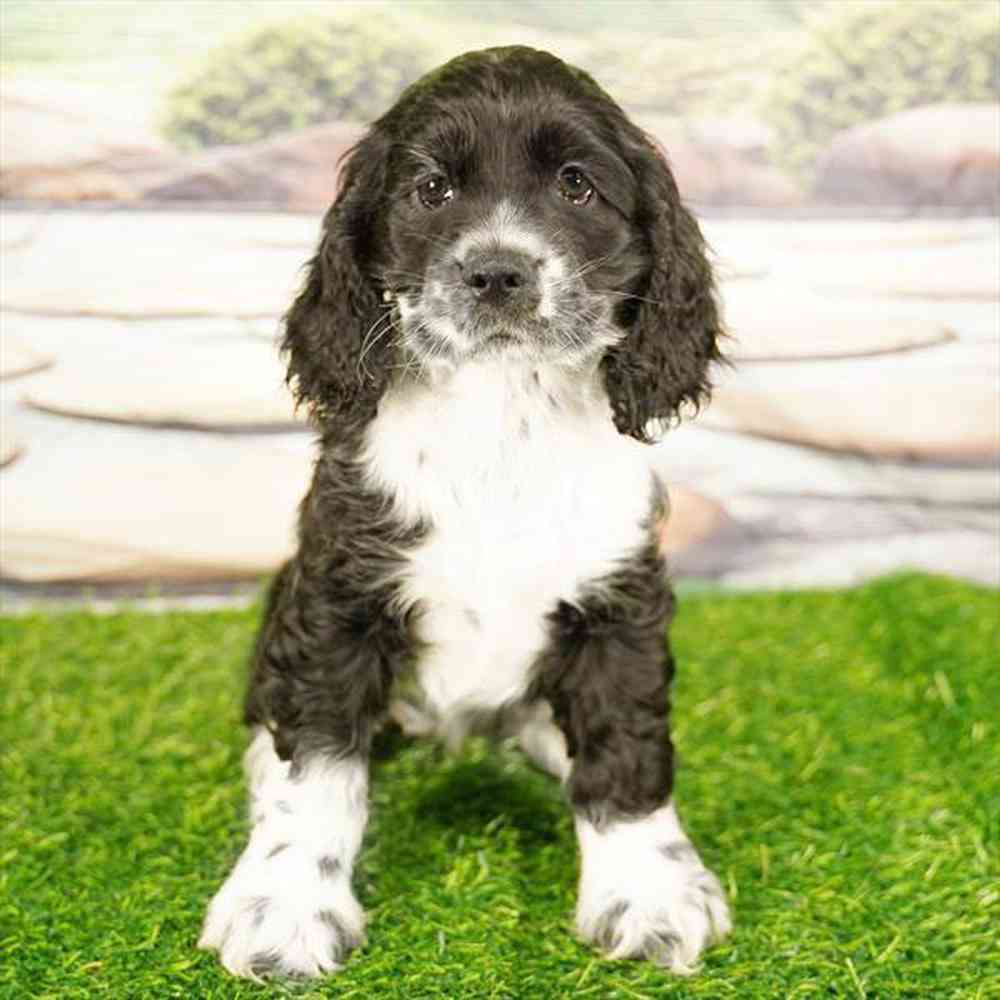 Image of a pet breed in the gallery