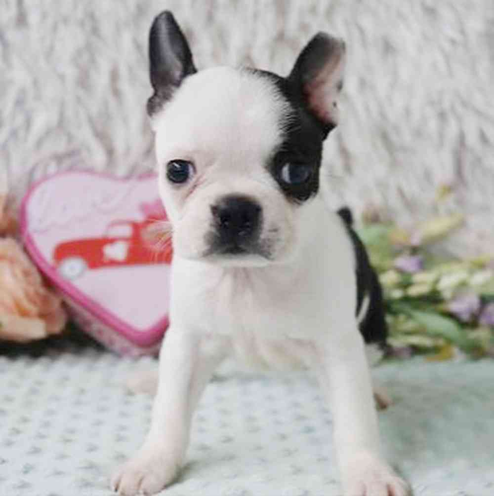 pet breed image
