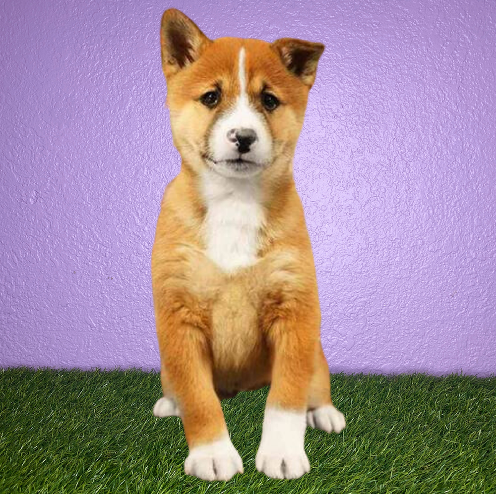 Male Shiba Inu Puppy for Sale in New Braunfels, TX