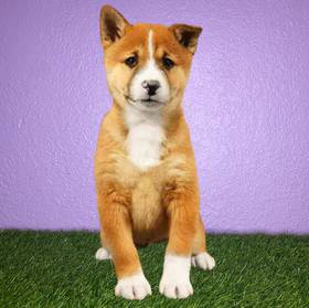 Shiba Inu