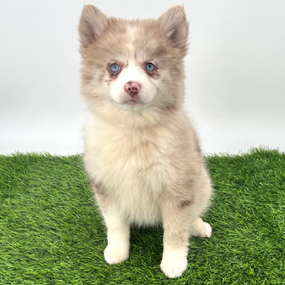 Image of a pet breed in the gallery