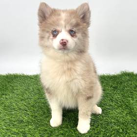 Pomsky