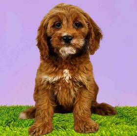 Cockapoo