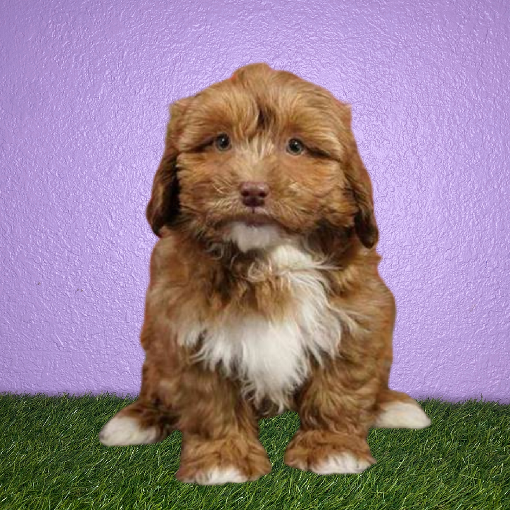 carousel pet images