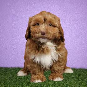 Shizapoo