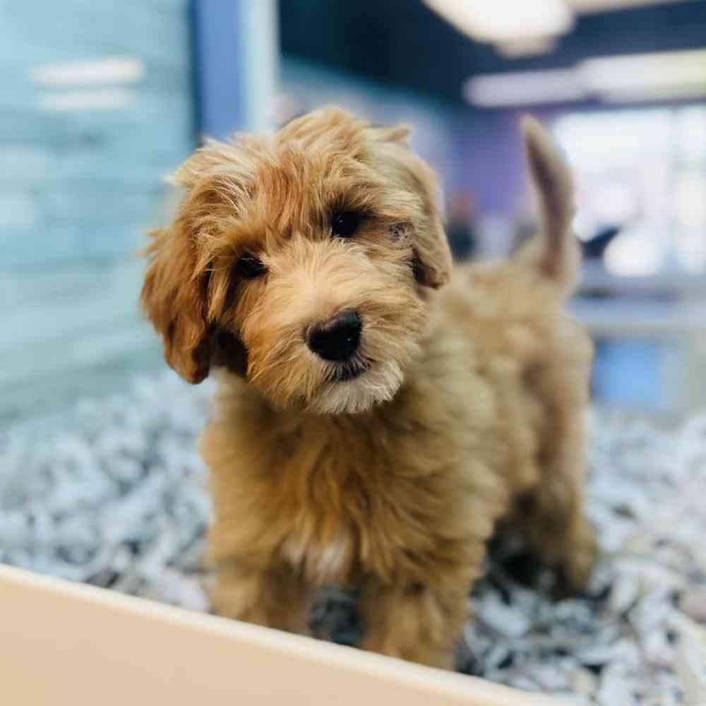 carousel pet images