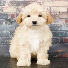 Maltipoo