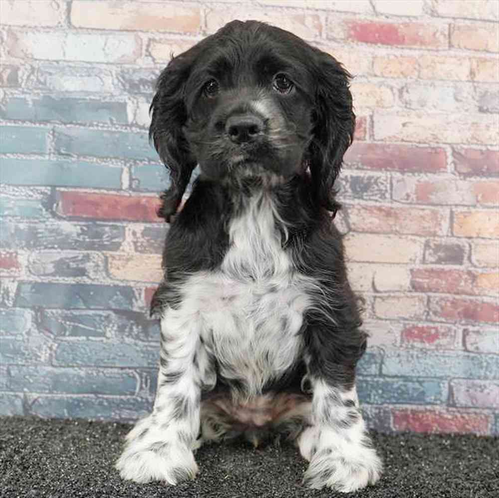 Image of a pet breed in the gallery