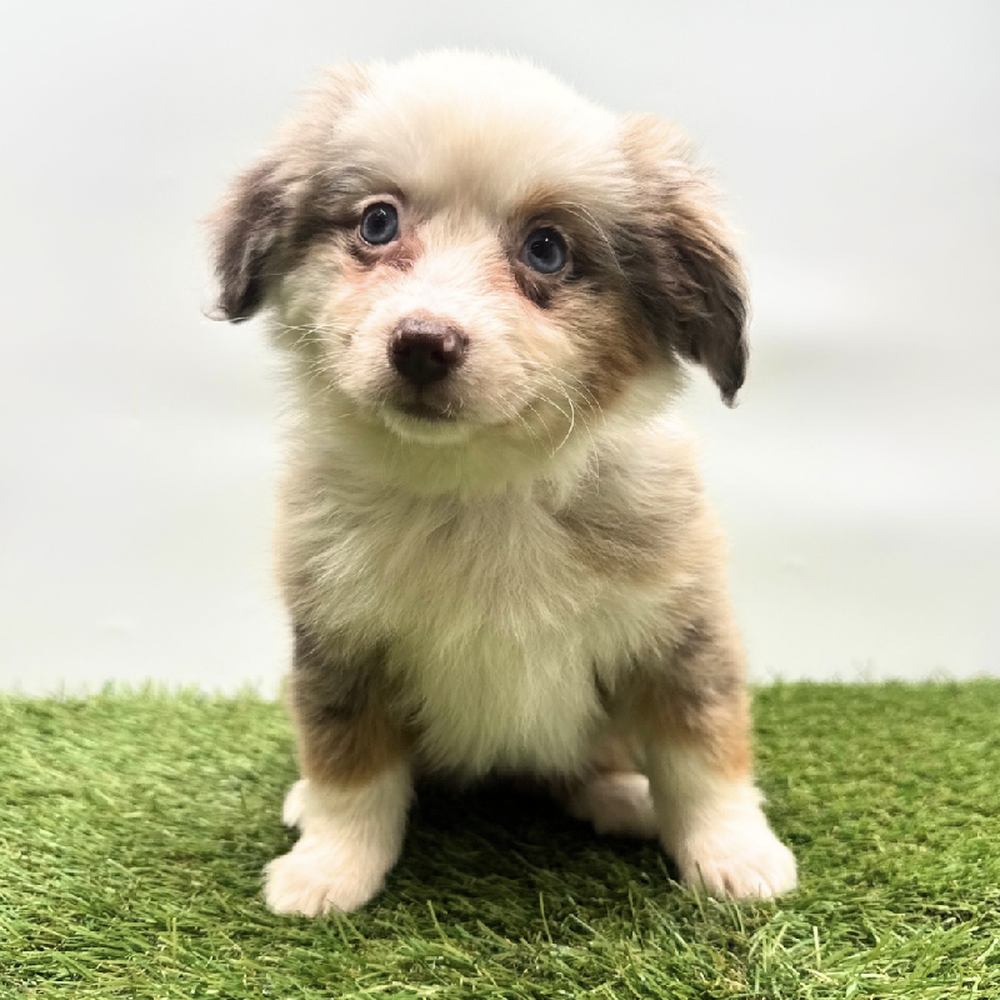 Image of a pet breed in the gallery