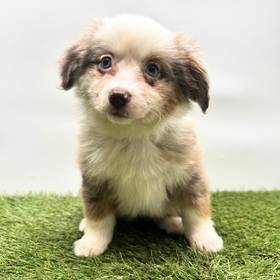 Mini Australian Shepherd