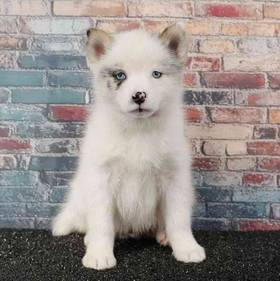 Pomsky